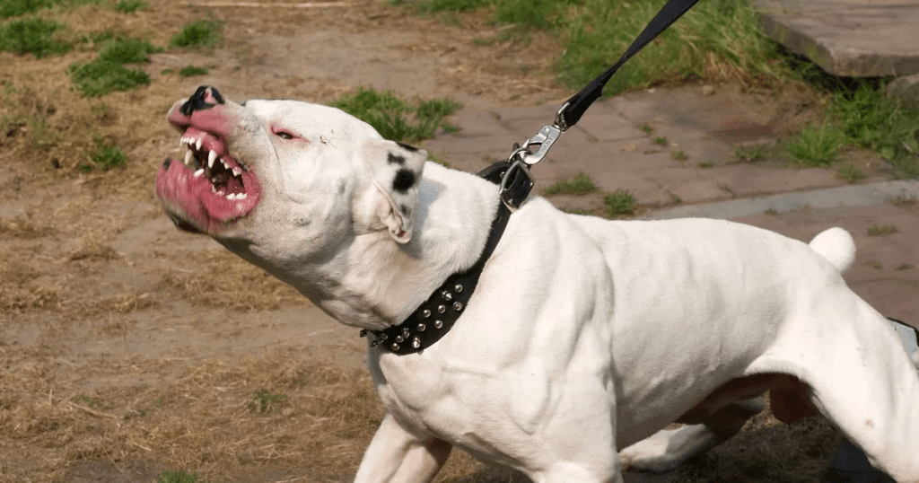 American Bully Dog Attacks Delhi Girl, 7, Injuring Over 15 - The Hard News Daily