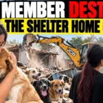 Animal rescuer grieving beside a dog shelter reportedly demolished by a JCB excavator